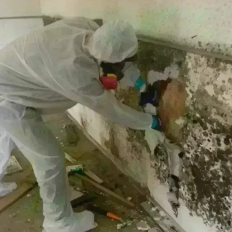 Mold Remediation and Removal in Brookville, NY